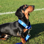 CUFC DOG COLLAR